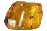 Detailed Fossil Ant (Formicidae) In Baltic Amber #102758-2